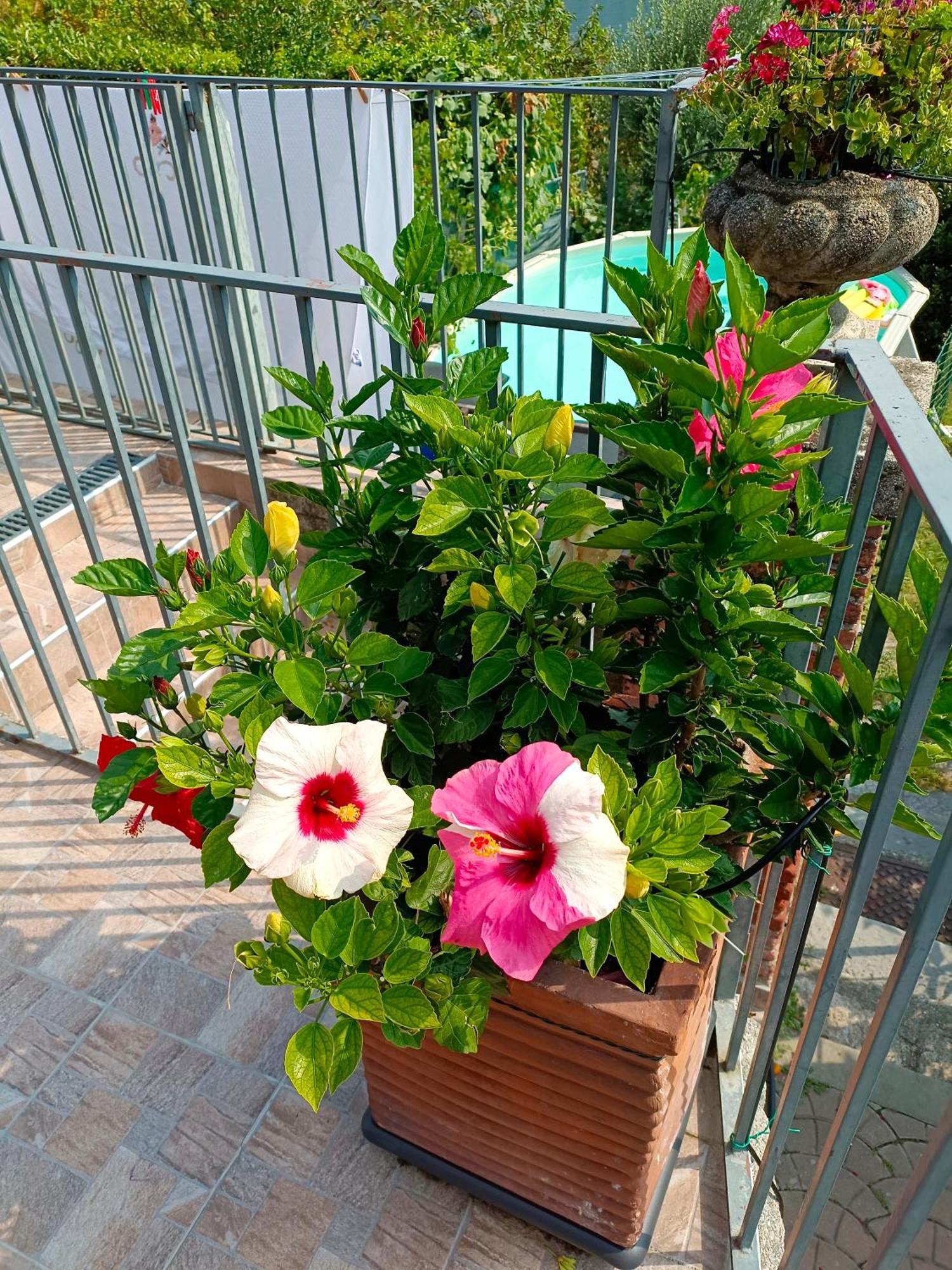 Le Rose Sul Lago Pescate Luaran gambar